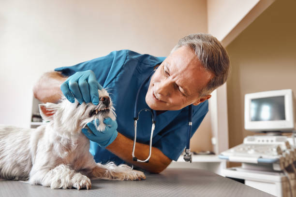 Best Dentist Open Late Near Me  in Whitmore Lake, MI